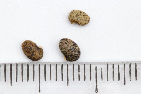 Click for 1 image(s) for this accession. Image